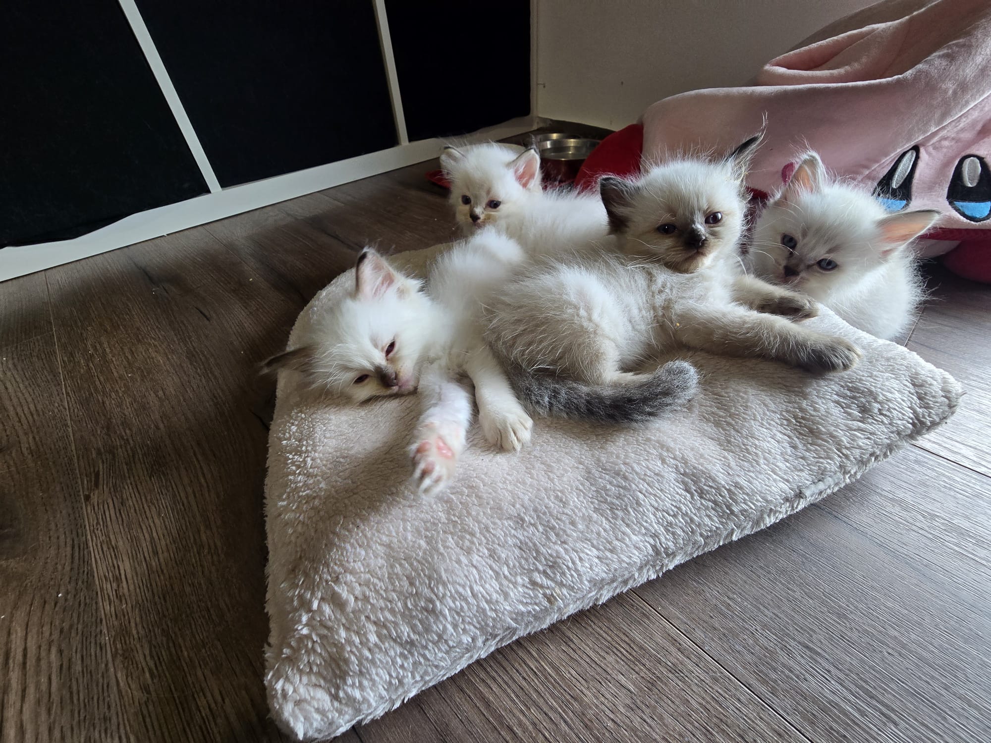 Chaton Ragdoll de la chatterie Voile Céleste