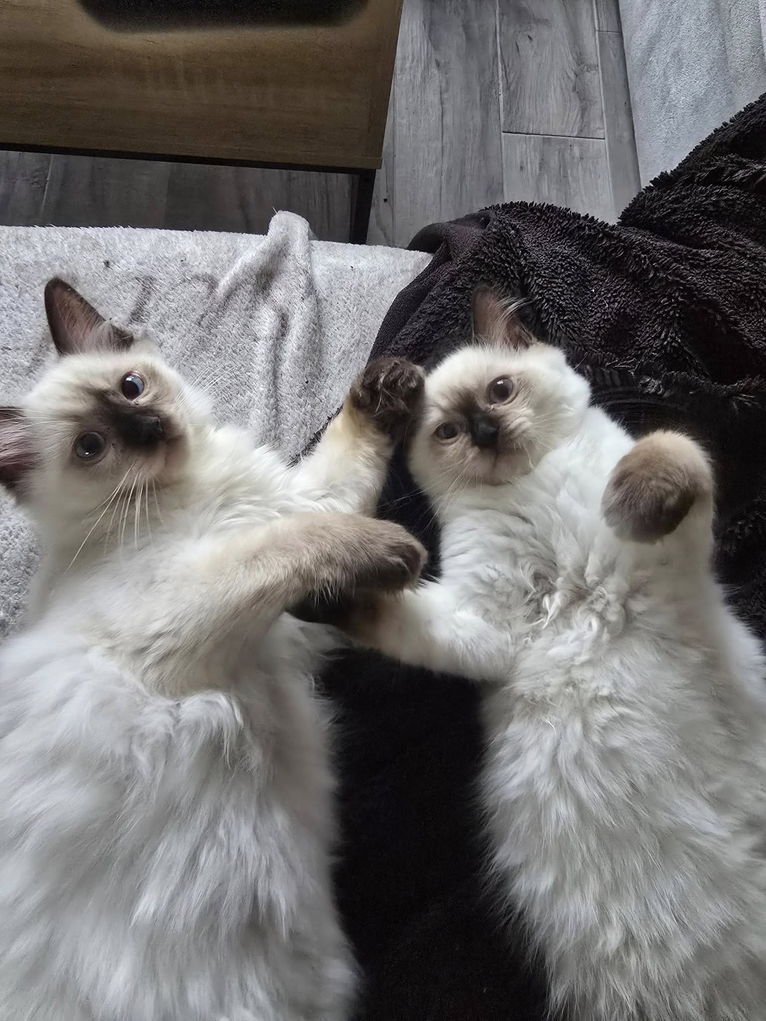 Deux chatons Ragdoll de la chatterie, pattes tendues, illustrant le regard et la silhouette caractéristiques de la race