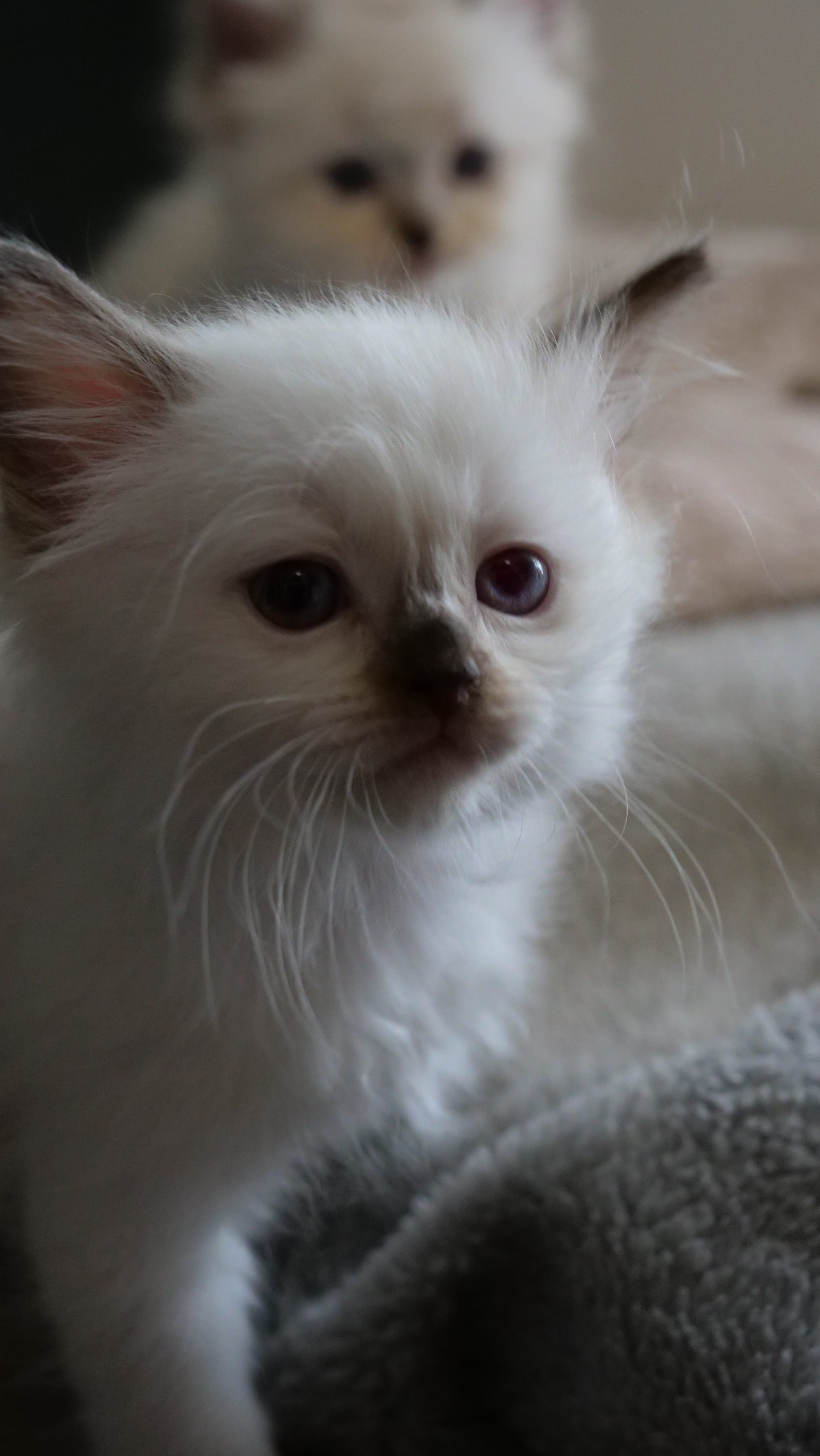 Portrait de Buffy