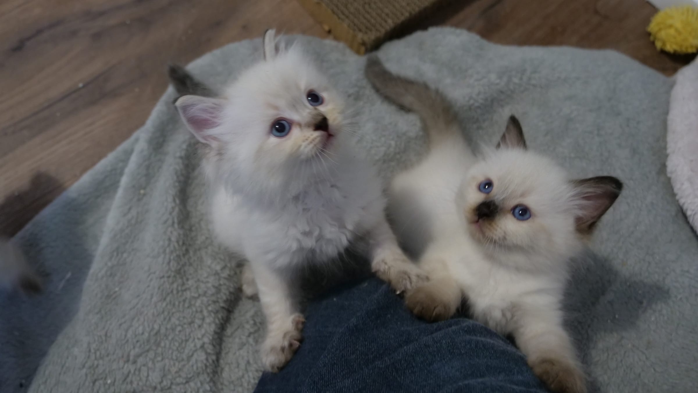 Chatons Ragdoll de la chatterie Voile Céleste jouant ensemble