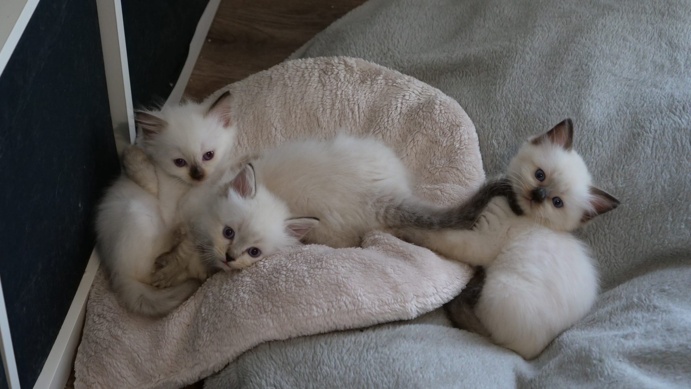 Portée de chatons Ragdoll aux yeux bleus caractéristiques de la race
