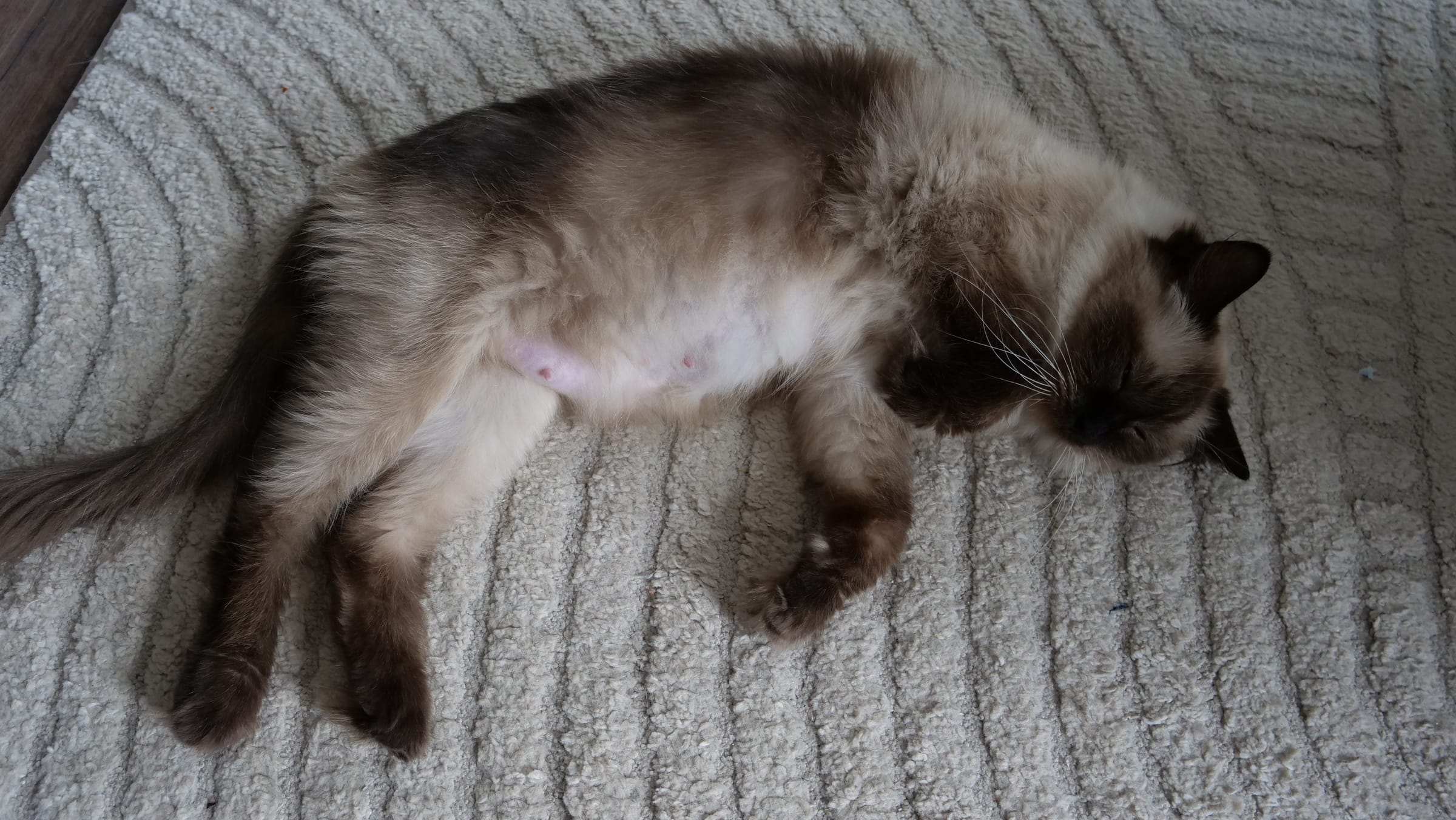 Chatte Ragdoll de la chatterie Voile Céleste, détendue après une mise bas