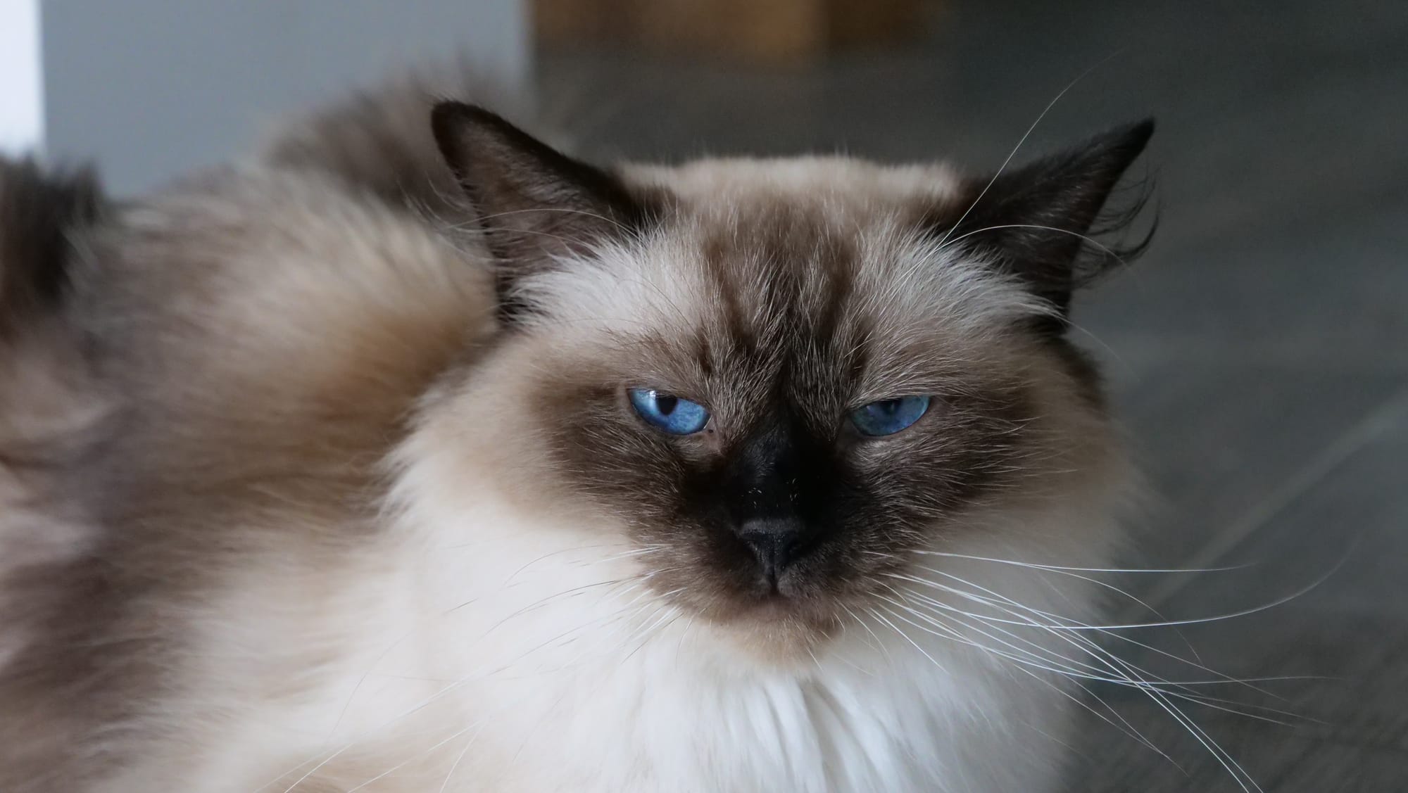 Résine, l'une de nos trois Ragdolls fondatrices